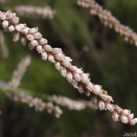 Tamarix indica Willd.